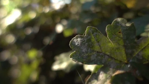 The sun falls through the green leaves. Twigs slowly breeze. Recorded in slow mo Video stock 81079866