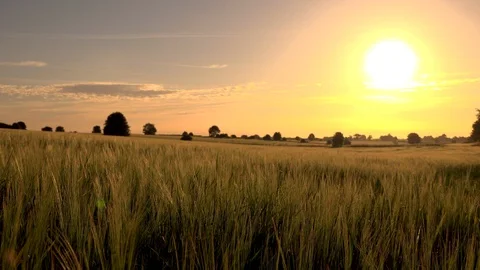 Sun on field Stock Footage 91402073