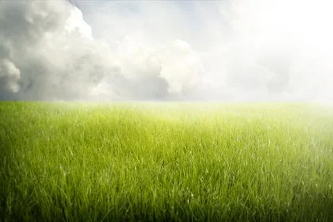 Sun on the field Stock Photos