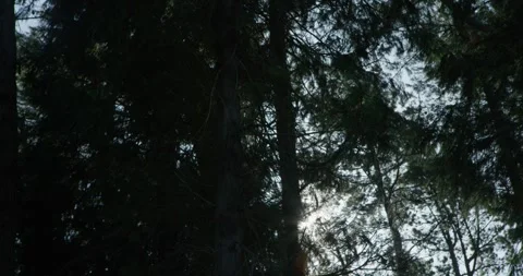 Sun filtering through dark conifers Stock Footage 328917994