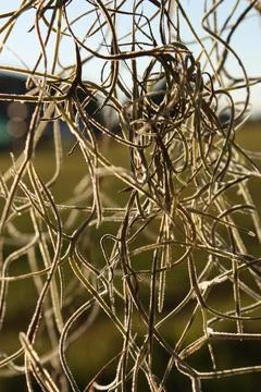 Sun Filtering Through Hanging Moss Foto stock