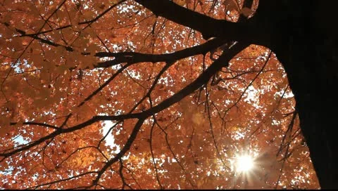 Sun filtering through leaves of beautiful fall maple tree Stock-Footage 11185774