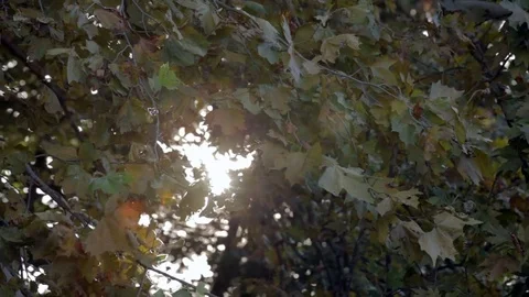 The sun filtering through the leaves Stock Footage 72659964