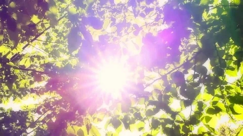 The sun filtering through the leaves of a large tree Stock Footage 93782944