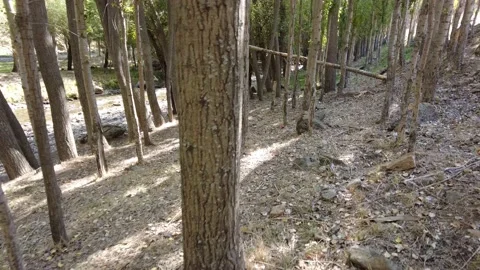 The sun filtering through the trees and trees Stockbeeldmateriaal 162233667