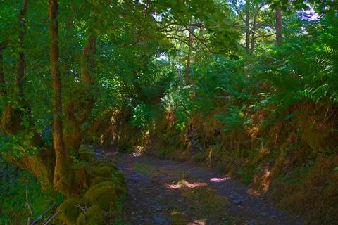 Sun filtering through trees on a path in the forest Stock Photos