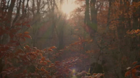 The sun filters through the beech leaves. Crane up shoot Stock Footage 253502657