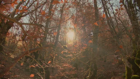 The sun filters through the branches. Crane down shoot Stock Footage 253502496
