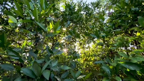 The sun filters through the branches of the lemon trees Video stock 313225335