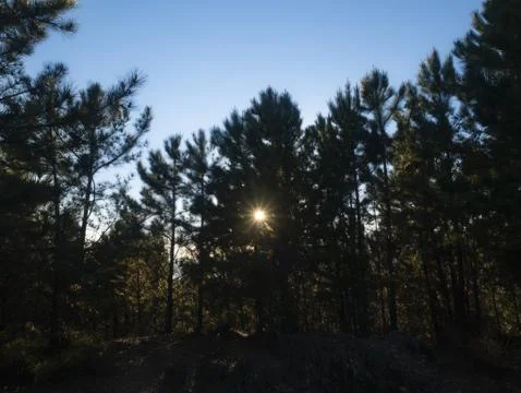 Sun filters through the branches of a pine forest Stock Photos