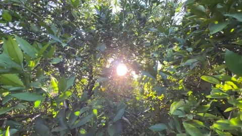 The sun filters through the branches of the trees Stock Footage 313225328