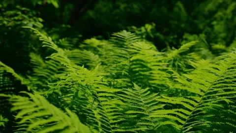 Sun filters through dense ferns, creating rich green shadows Stock Footage 345708583