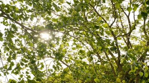 The sun filters through the slow movement of a beech tree's leaves Stock Footage 328033724