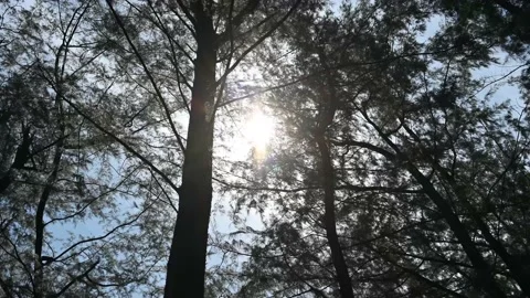 Sun Filters Through Trees Nai Harn Beach Stock Footage 203805014