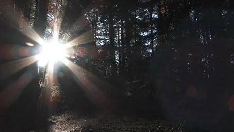 Sun Finds Its Way Through Forest Trees Stock Footage 118909210