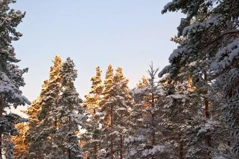 Sun in the fir trees. Stock Photos