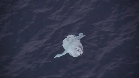 Sun Fish Aerial 3 Stock Footage 77754844