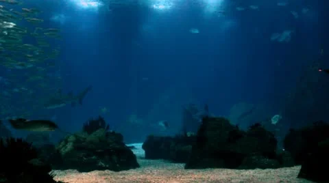 Sun fish.mp4 Stock Footage 22194750