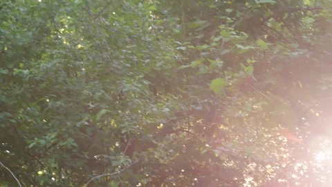 Sun Flare 01 4k Stock Footage 109581224