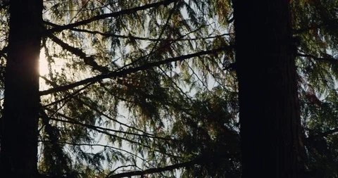 Sun Flare 2 Stock Footage 126416112