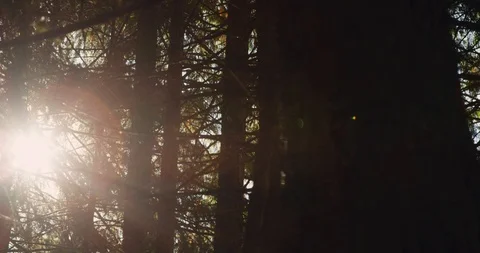 Sun Flare 3 Stock Footage 126416883