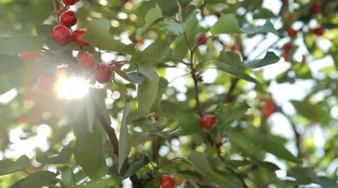 Sun Flare and Cherry Tree with Cherries - Tracking shot Video stock 38483126