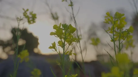 Sun flare and mustared flower in field india Stock Footage 309085759