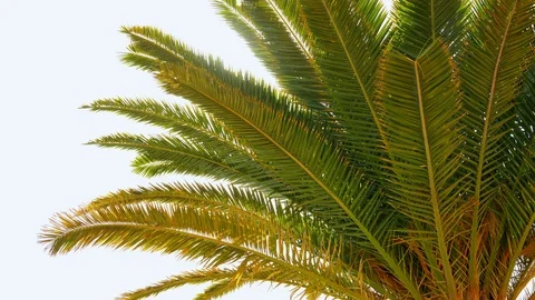 Sun flare and the palm tree 스톡 동영상 107603603