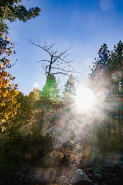 Sun flare and rays, glowing through treetrops and autumn Foto stock
