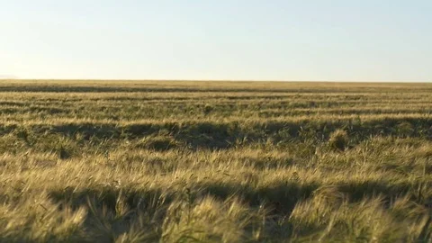 Sun Flare And Rye Field 02 스톡 동영상 70989948