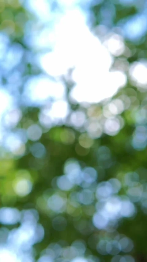 Sun Flare and Soft Green Leaf Bokeh Abstract Nature Background Stock Footage 346774313