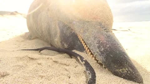 Sun Flare behind Dead Dolphin at Ocean GF Stock Footage 12703994