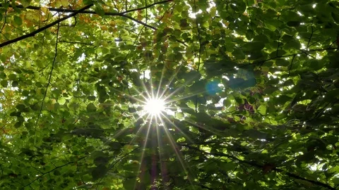 Sun flare between the leaves of the trees in autumn Video stock 81313255