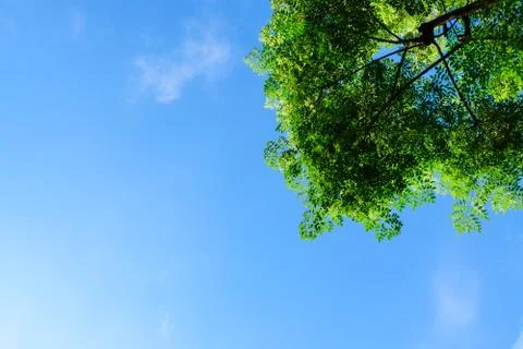 Sun flare with blue clouds sky and green leaves Stock Photos