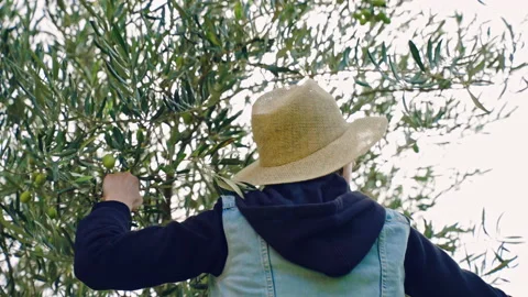 Sun flare breaking through the olive tree branches in the countryside plantation Stock Footage 223848035