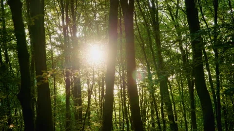 Sun Flare Bursting Through Dense Green Forest, Moving Shot, Tree Trunks, 8K Stock Footage 327405373