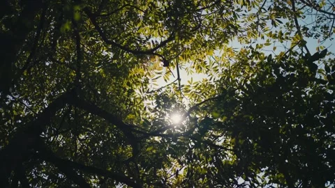 Sun flare bursting through green jungle canopy in Koh Phangan Stock Footage 340328703