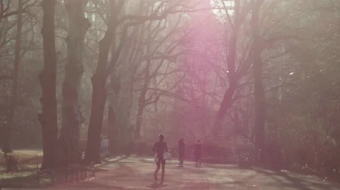 Sun Flare in Central Park Stock Footage 61630065