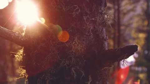 Sun flare coming past close up of moss covered tree trunk texture in forest Stock Footage 148345277