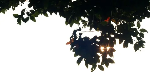 Sun flare coming from tree leaves above during sunrise. Stock-Footage 106282273