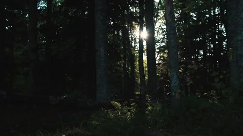 Sun flare in a dark forest, light between trees. Nature reserve 動画素材 103040770
