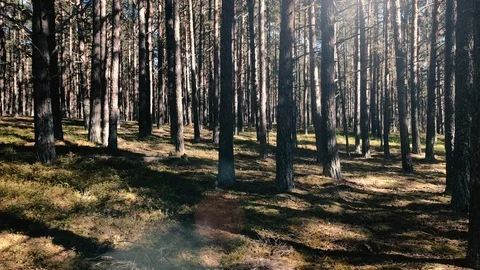 Sun Flare in a Dark Mosses and Lichens Pine Forest in Sweden 動画素材 119120643