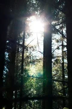 Sun flare in a deep forest Stock Photos