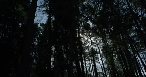Sun flare in dense pine forest Stock Footage 328936967