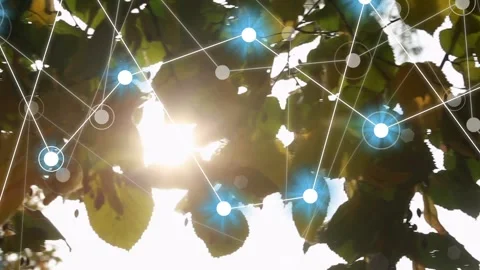 Sun flare entering initiating network overlay nodes pulsing over tree canopy Stock Footage 333610238