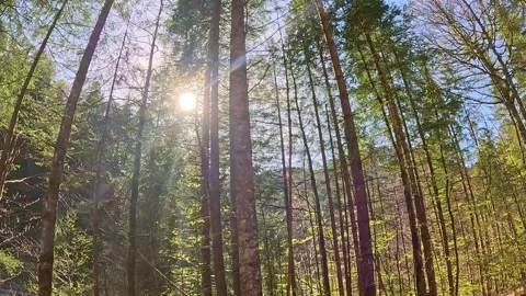 Sun flare fliking on camera while walking in the forest in spring Stock Footage 276381744