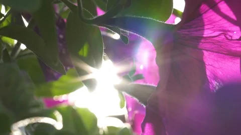 Sun flare with flowers Stock Footage 90231596