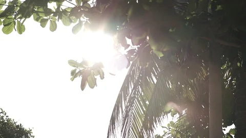 Sun flare Stock Footage 128088556