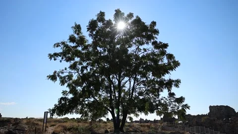 Sun Flare Stock Footage 142625170