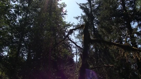 Sun Flare Forest Stock Footage 116787058